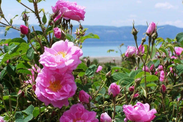 L'Harmonie Naturelle : Ortie, Bois d'Agar, Nila et Rose de Damas dans les Cosmétiques Véganes